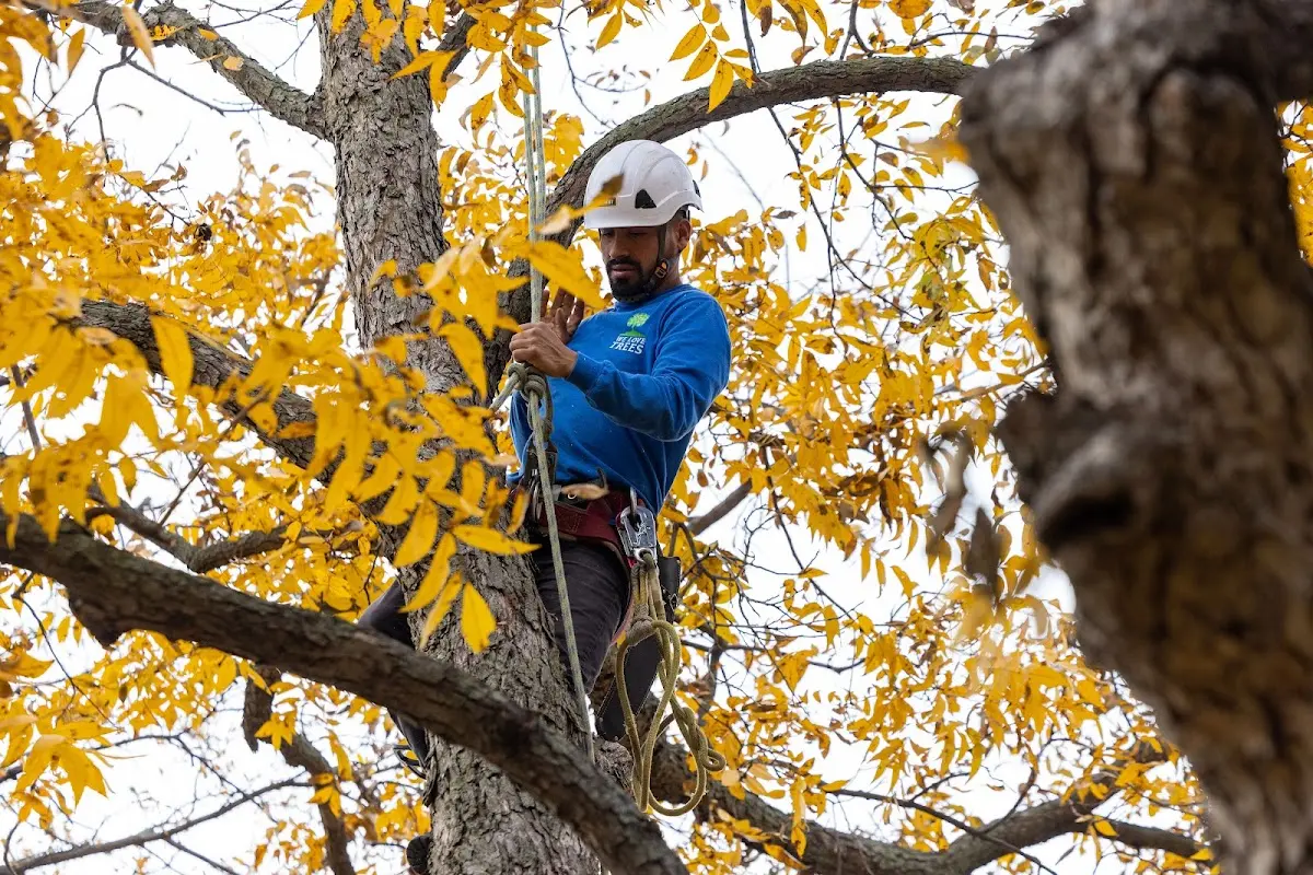 Skilled Tree Pruning crew working in Monticello